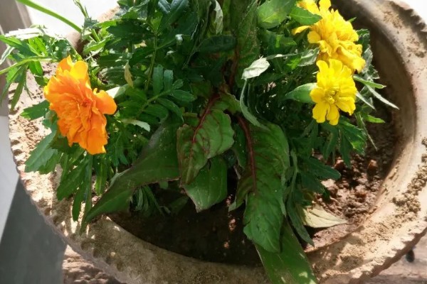 孔雀草什么时候种植，在每年春季种植