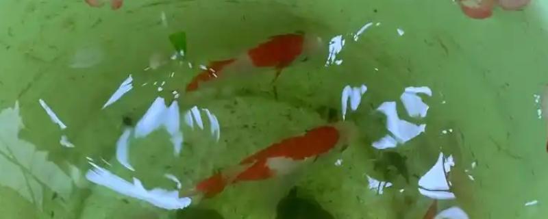 养小锦鲤需要增氧泵吗，可以不用增氧泵