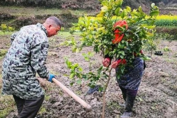 种植贡柑有哪些注意事项,施肥原则是勤施薄肥
