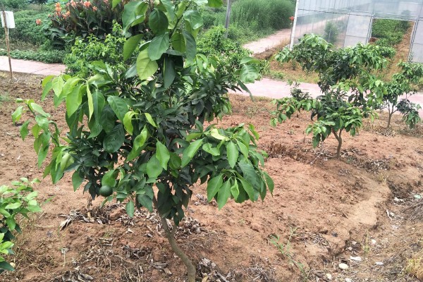 种植贡柑有哪些注意事项,施肥原则是勤施薄肥