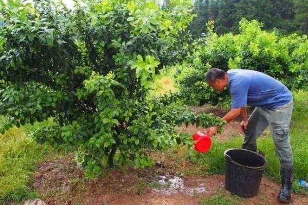 种植贡柑有哪些注意事项,施肥原则是勤施薄肥