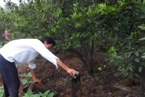 种植贡柑有哪些注意事项,施肥原则是勤施薄肥