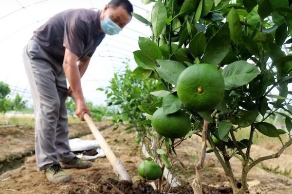 种植贡柑有哪些注意事项,施肥原则是勤施薄肥