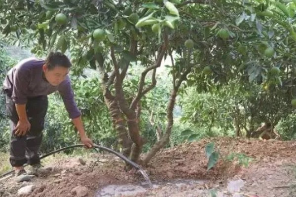 种植贡柑有哪些注意事项,施肥原则是勤施薄肥