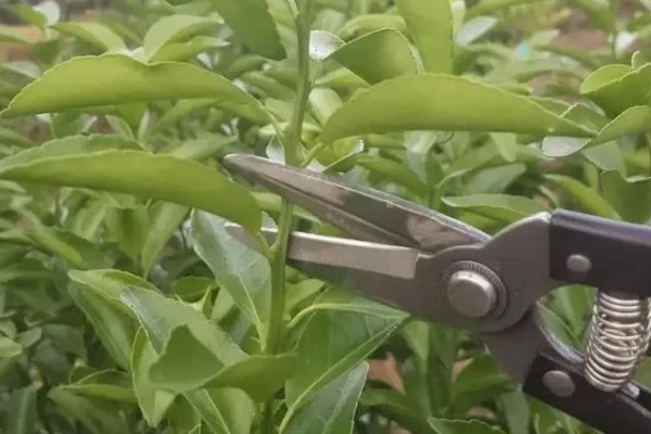 种植贡柑有哪些注意事项,施肥原则是勤施薄肥