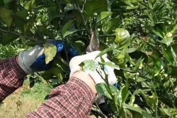 种植贡柑有哪些注意事项,施肥原则是勤施薄肥