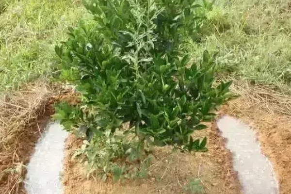 种植贡柑有哪些注意事项,施肥原则是勤施薄肥