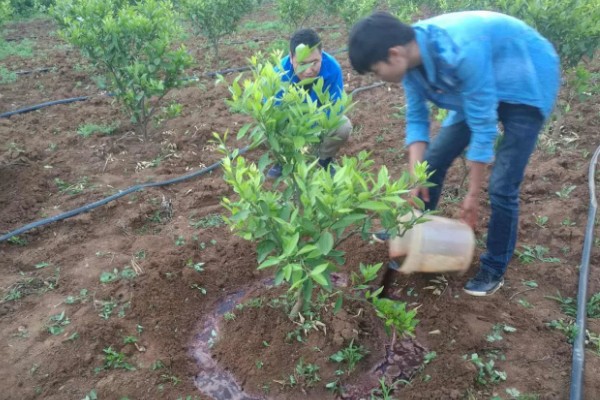 种植贡柑有哪些注意事项,施肥原则是勤施薄肥