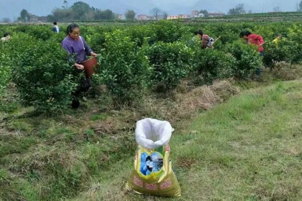 种植贡柑有哪些注意事项,施肥原则是勤施薄肥