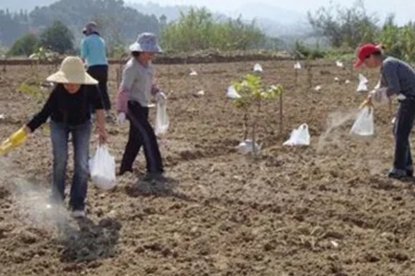 种植贡柑有哪些注意事项,施肥原则是勤施薄肥