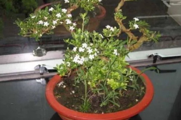 六月雪如何养殖，2月份到3月份移栽为佳