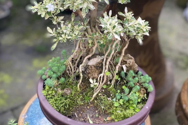 六月雪如何养殖，2月份到3月份移栽为佳