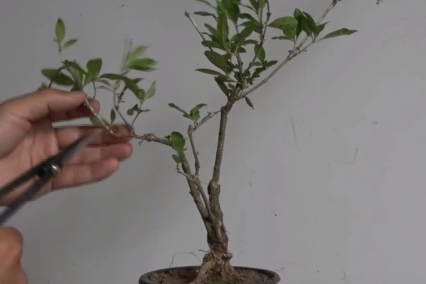 六月雪如何养殖，2月份到3月份移栽为佳