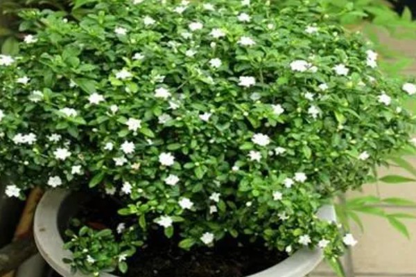 六月雪如何养殖，2月份到3月份移栽为佳