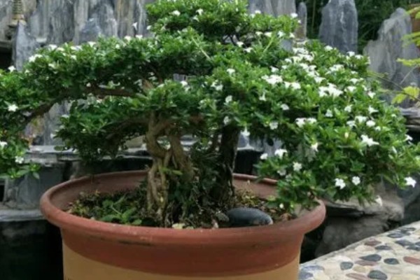 六月雪如何养殖，2月份到3月份移栽为佳