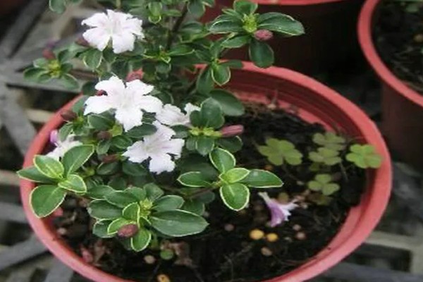 六月雪如何养殖，2月份到3月份移栽为佳