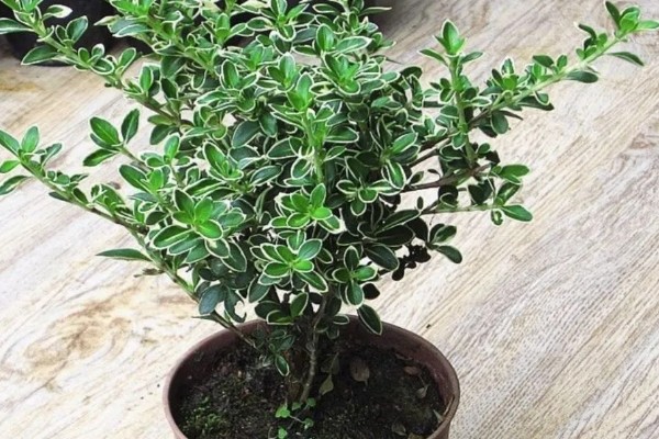 六月雪如何养殖，2月份到3月份移栽为佳