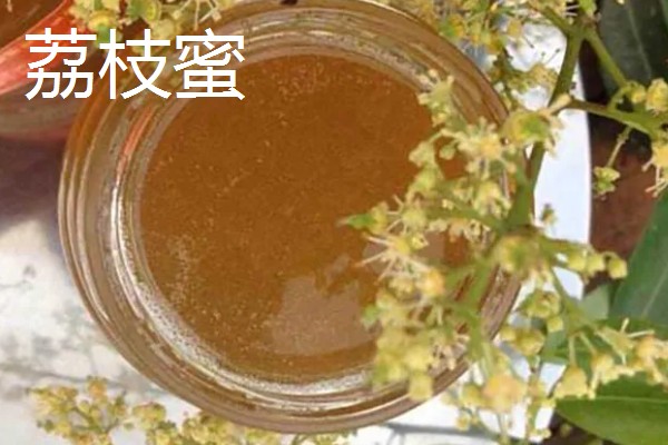 四大名蜜的特点,槐花蜜是上等蜂蜜