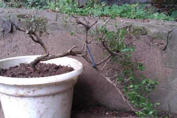 六月雪如何养殖，2月份到3月份移栽为佳