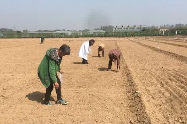 春季大葱的种植要点，种入土壤后要浇足浇透水分