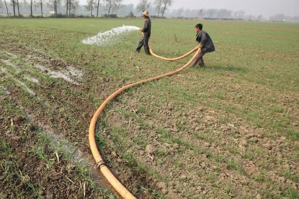 春季大葱的种植要点，种入土壤后要浇足浇透水分
