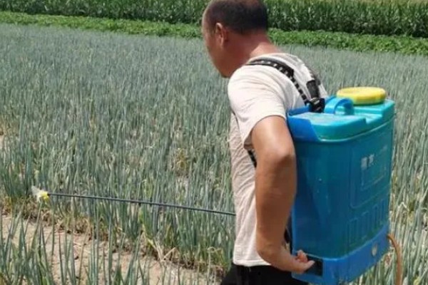 春季大葱的种植要点，种入土壤后要浇足浇透水分