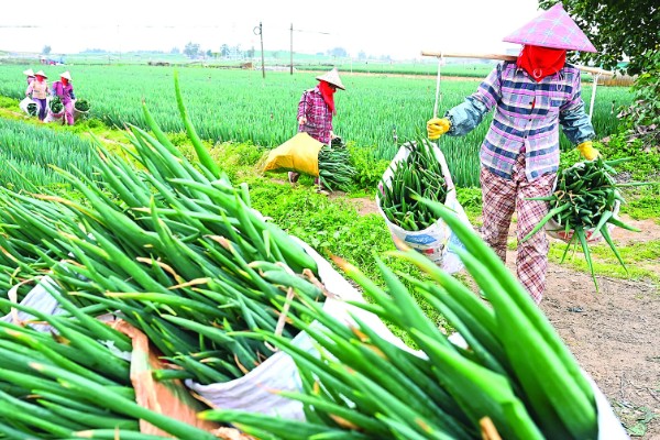 春季大葱的种植要点，种入土壤后要浇足浇透水分