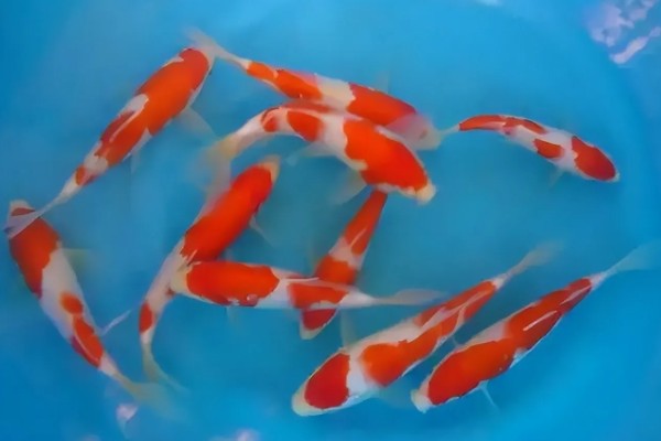 养小锦鲤需要增氧泵吗，可以不用增氧泵