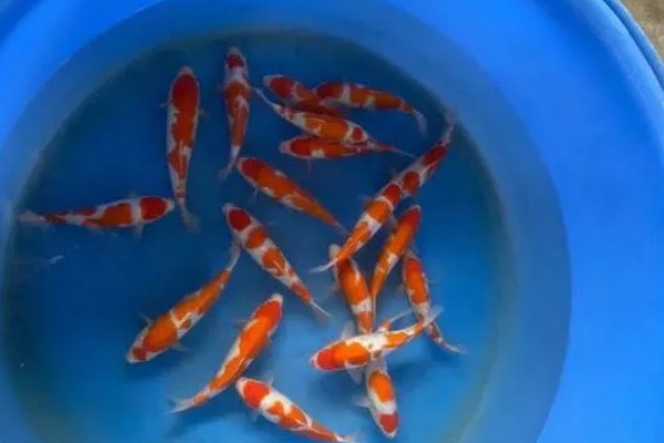 养小锦鲤需要增氧泵吗，可以不用增氧泵