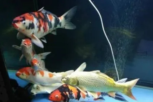 养小锦鲤需要增氧泵吗，可以不用增氧泵