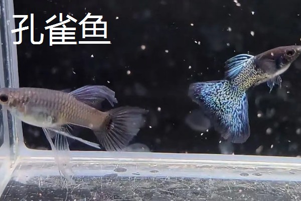 养小锦鲤需要增氧泵吗，可以不用增氧泵