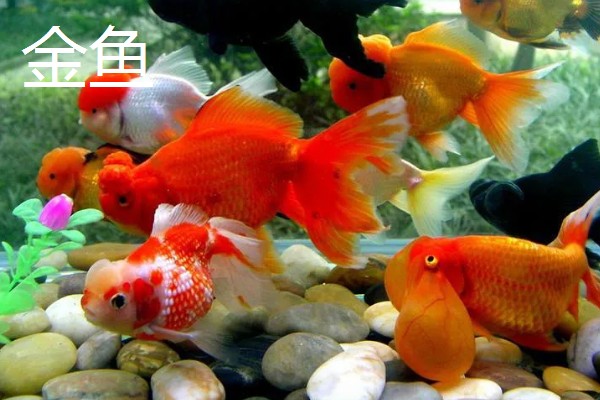 养小锦鲤需要增氧泵吗，可以不用增氧泵