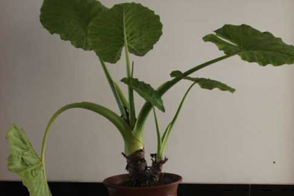 滴水观音能除甲醛吗，可以吸附一部分的甲醛