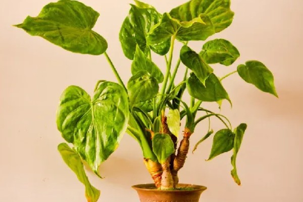 滴水观音能除甲醛吗，可以吸附一部分的甲醛