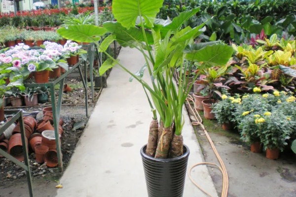 滴水观音能除甲醛吗，可以吸附一部分的甲醛