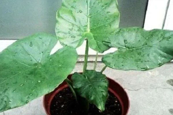 滴水观音能除甲醛吗，可以吸附一部分的甲醛