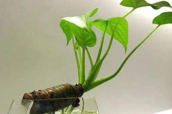 滴水观音能除甲醛吗，可以吸附一部分的甲醛