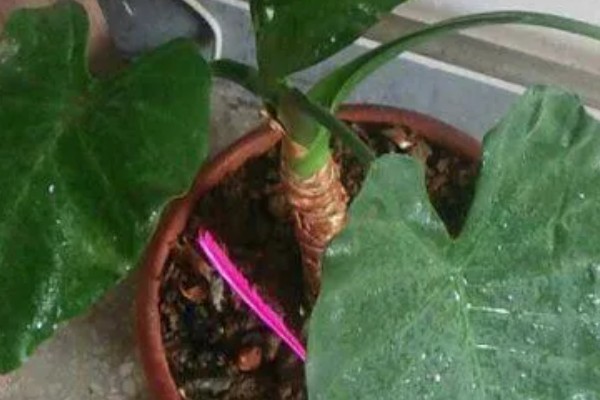 滴水观音能除甲醛吗，可以吸附一部分的甲醛