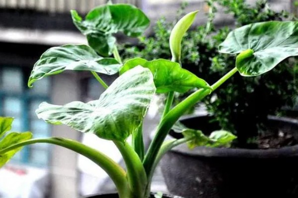 滴水观音能除甲醛吗，可以吸附一部分的甲醛