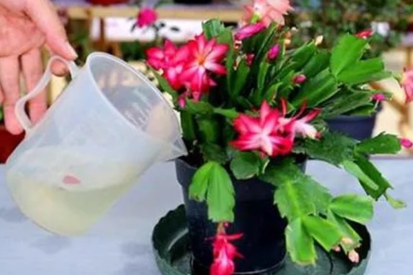 蟹爪兰的养殖方法，平时让它接受散射光