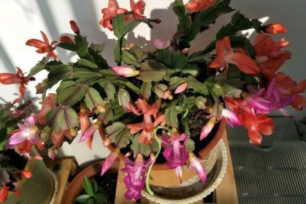 蟹爪兰的养殖方法，平时让它接受散射光