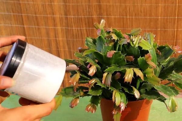 蟹爪兰的养殖方法，平时让它接受散射光