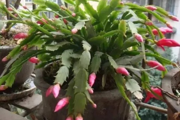 蟹爪兰的养殖方法，平时让它接受散射光