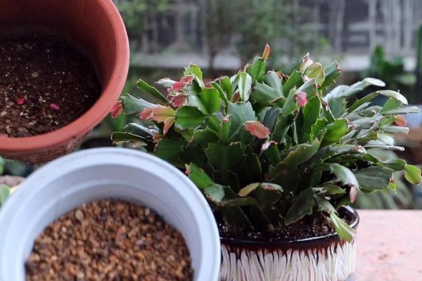 蟹爪兰的养殖方法，平时让它接受散射光