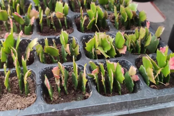 蟹爪兰的养殖方法，平时让它接受散射光