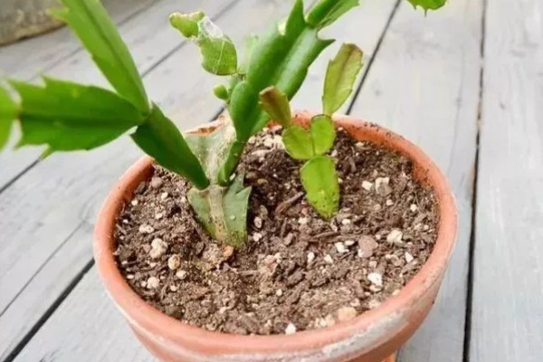 蟹爪兰的养殖方法，平时让它接受散射光