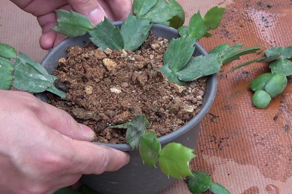 蟹爪兰的养殖方法，平时让它接受散射光