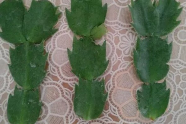 蟹爪兰的养殖方法，平时让它接受散射光