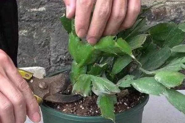 蟹爪兰的养殖方法，平时让它接受散射光