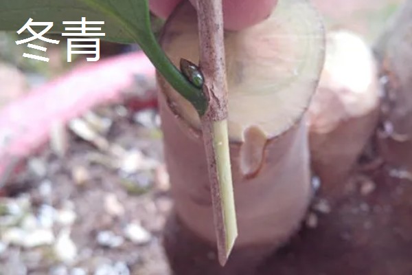 桂花嫁接用哪些树桩，可以选择大叶女贞、冬青等